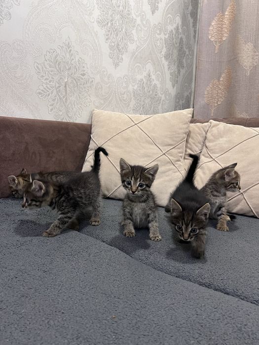 Отдам котят в добрые руки