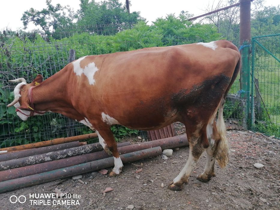 Vaca Red Holstein