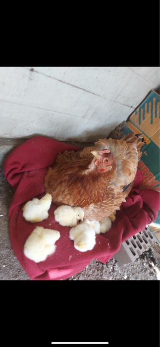 Квочка с цыплятами