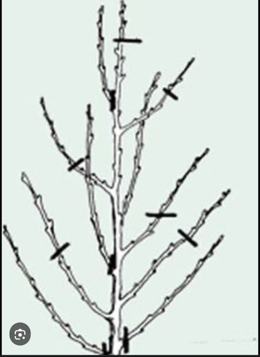 Servicii tolatare livezi