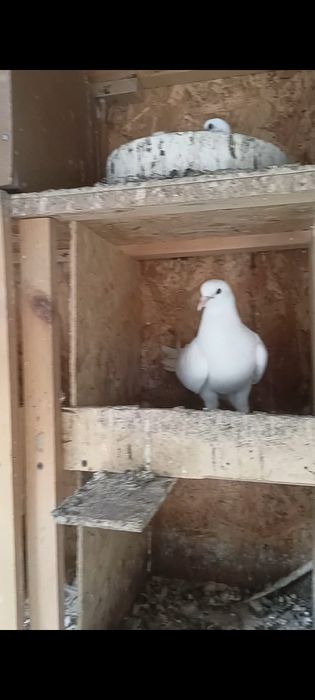 Продаются Бакинские Голуби