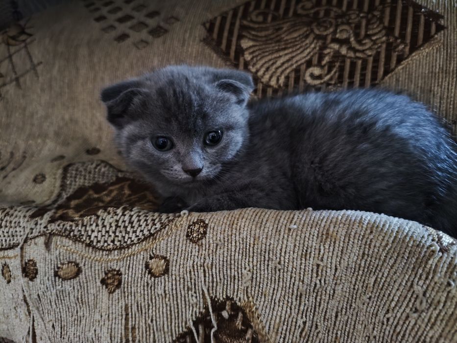 Котята шотландцы веслоухие