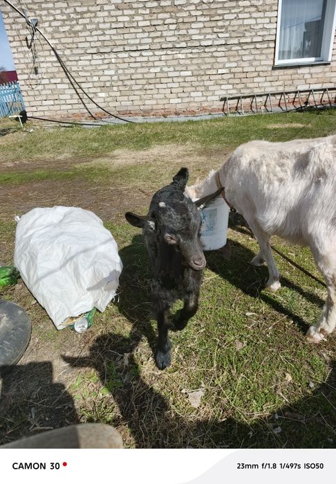 Продам козлика . Альпиеец цена 20000т