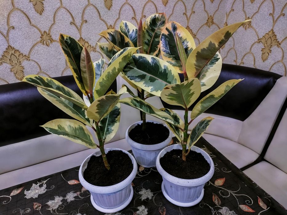 Растения//доставка