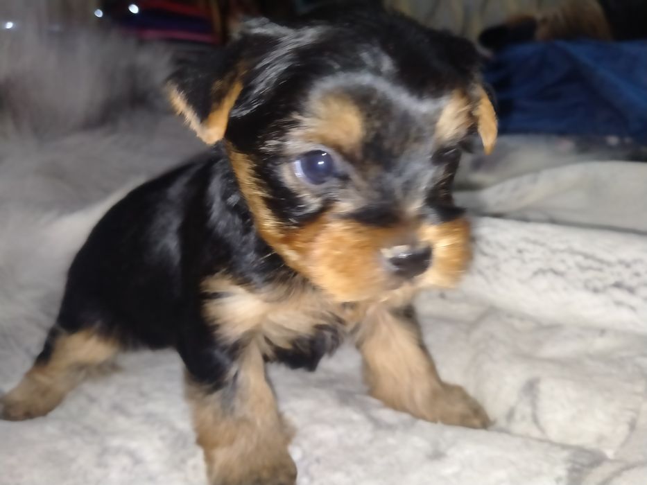 Йоркширский терьер