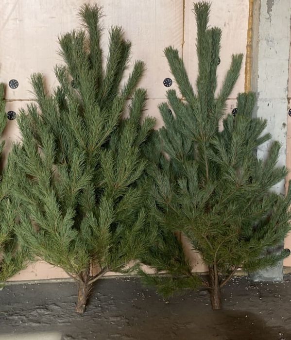 Ёлка пушистая ! Имеется доставка