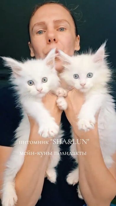 Мейн-куны, белые и рыжие. С документами.