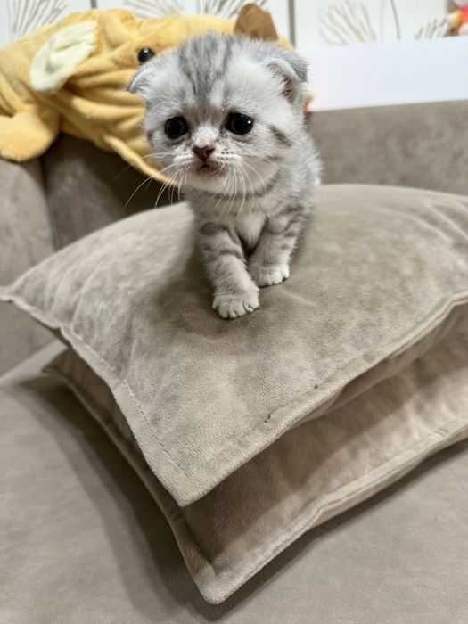 Продам котят шотландцев ,вислоухих