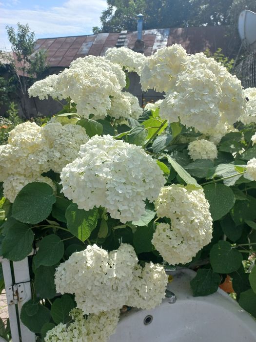 Продам гортензию на срез