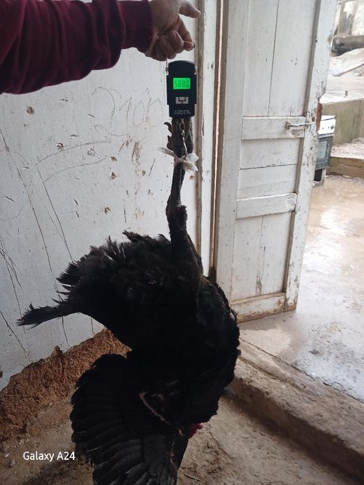 Сотилади Соглом йиб иши зур