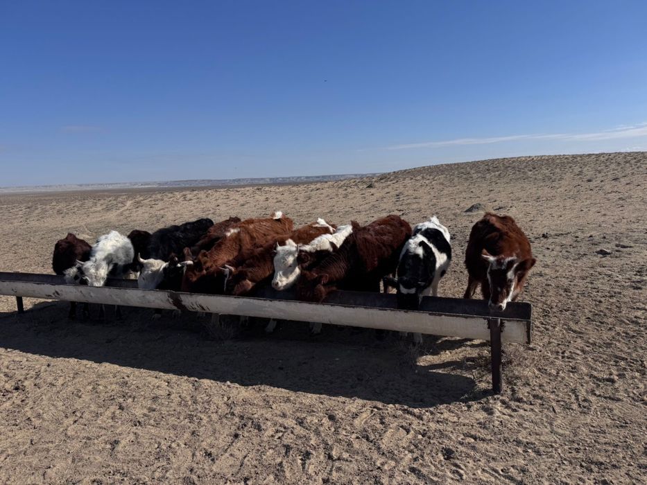 10 бас сиыр сатылады