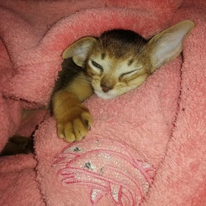 Абиссинские котята