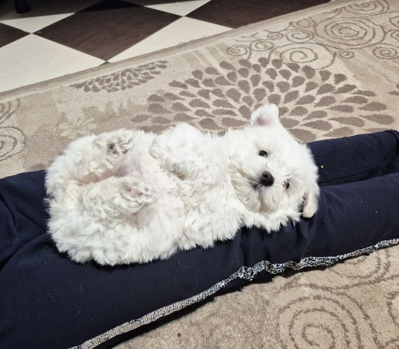 Bichon maltez toy