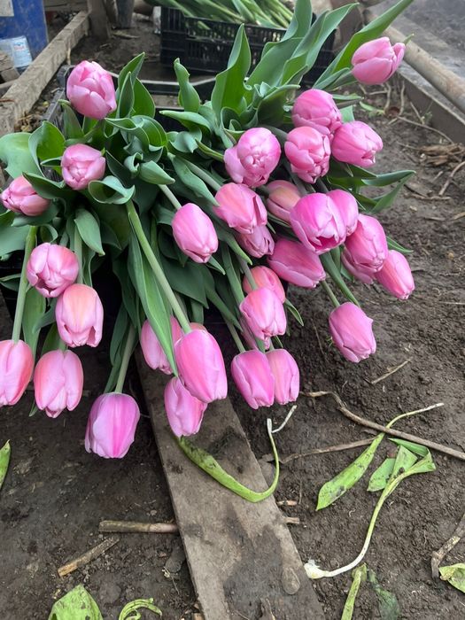 Тюльпаны цветы луковицы