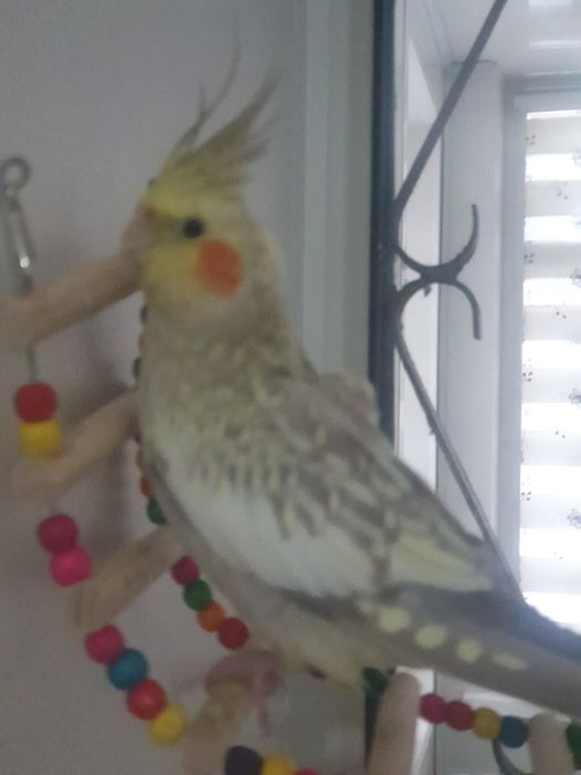 Попугай Корелла с клеткой