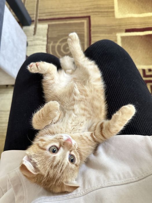 Кот 2 месяца. Любить играть