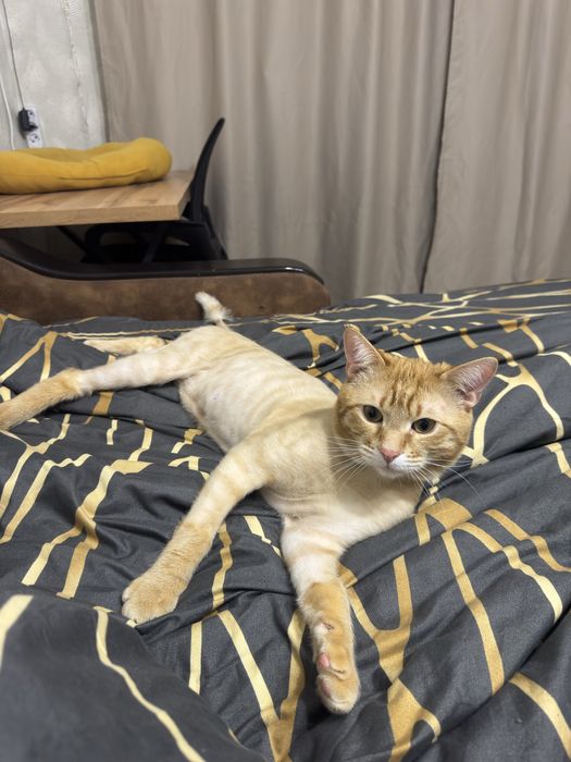 Отдам кота срочно!!!