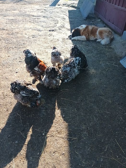Ouă brahma porțelan