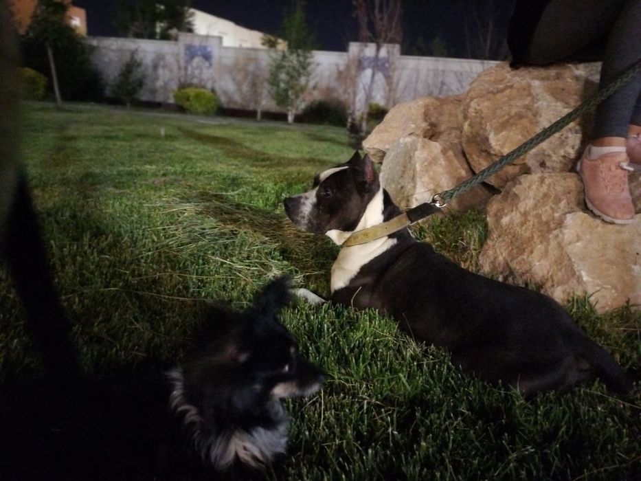 Питбуль и Чихуахуа смешанная с таксой