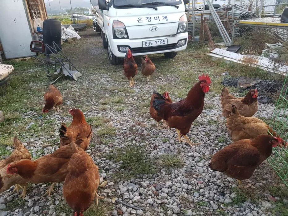 Тухум tuxum ханхяп тавуклар тухуми бор сотувда 10000 дан