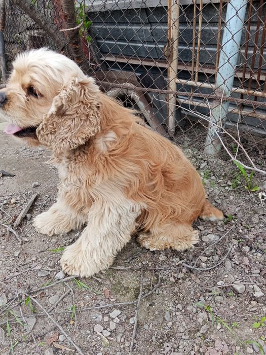 Собака  американский кокер спаниель 5 лет мальчик