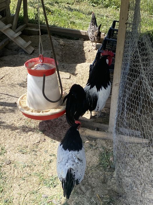 Pui brakel argintiu si lekenfelder