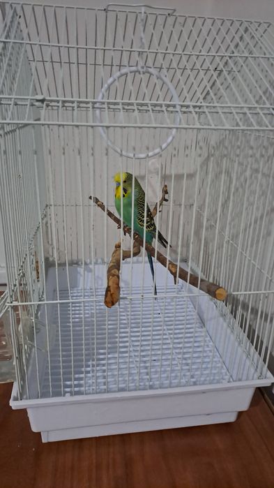 Продам б/у клетку с попугаем