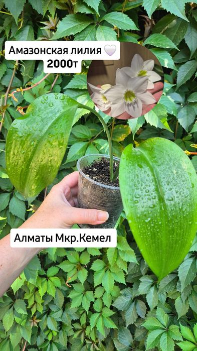 Комнатные растения