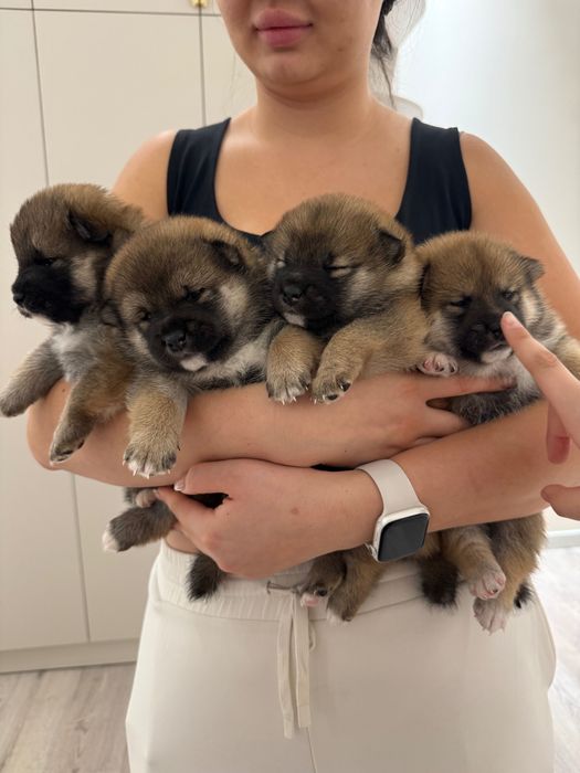 Продается высоко породный  щенок Сиба.