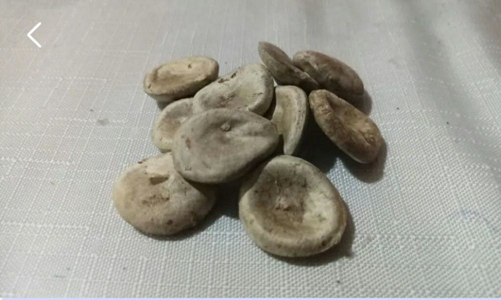 Кушала  лечебная растения