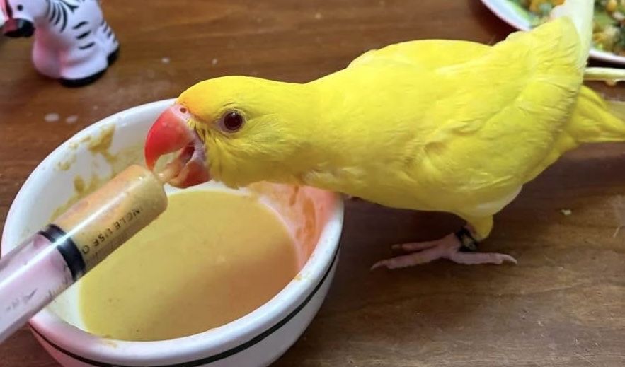 Papagali vorbitori micul alexandru pui blanzi alexander