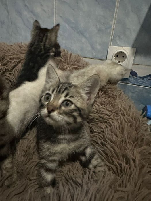 Продам бенгальских котят