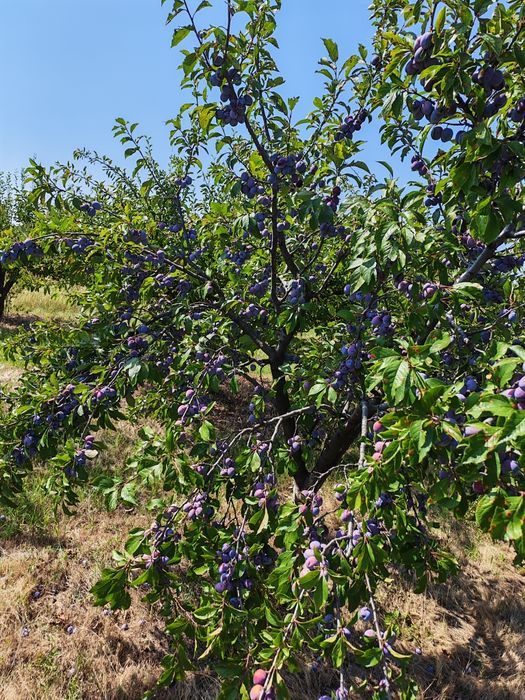 Vand prune pentru tuica