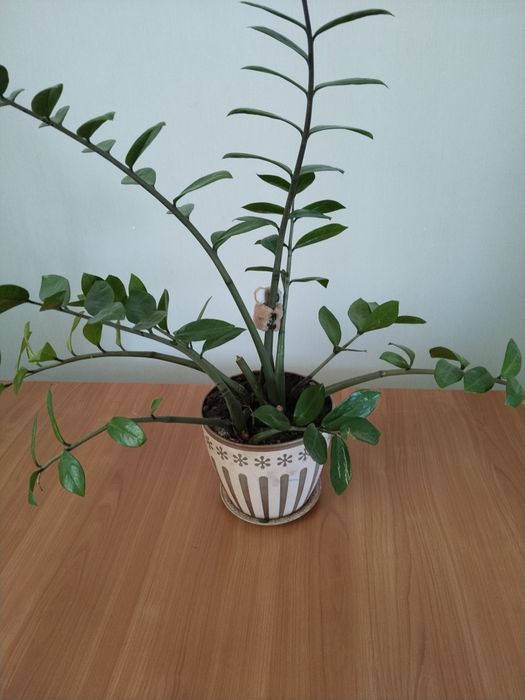 Продается долларовое дерево (замиокулькас)
