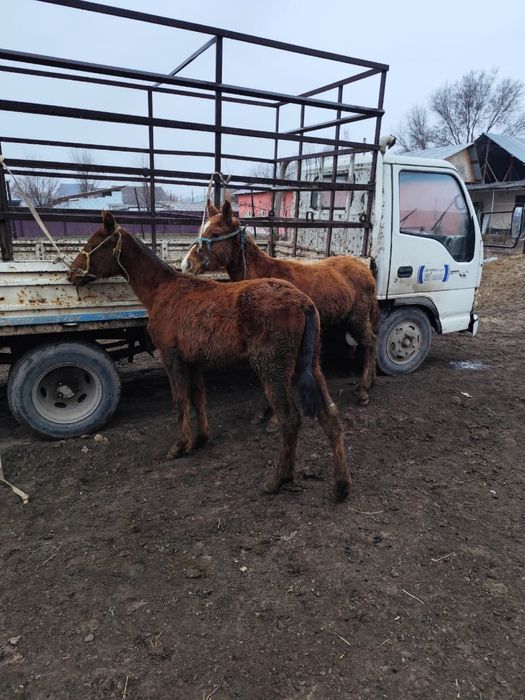 Тайлар сатылады жуас