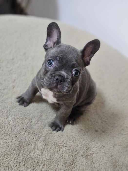 Buldog Francez Blue