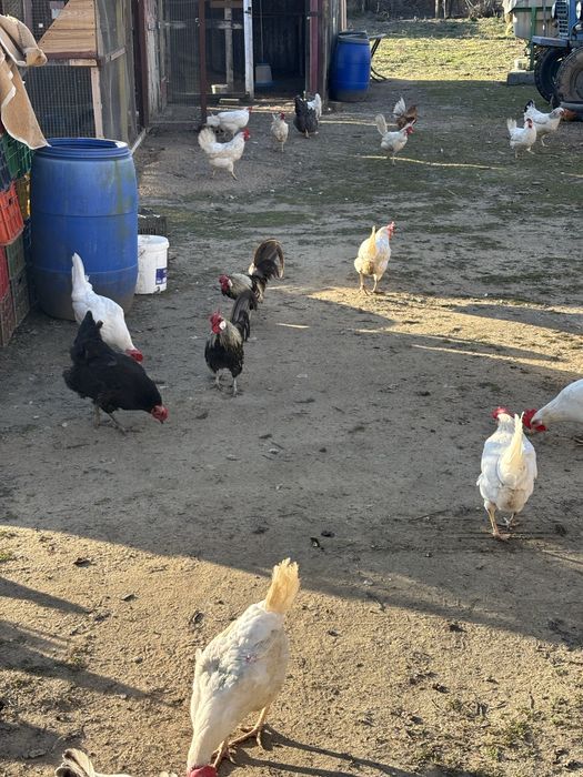 Хамбургски петли