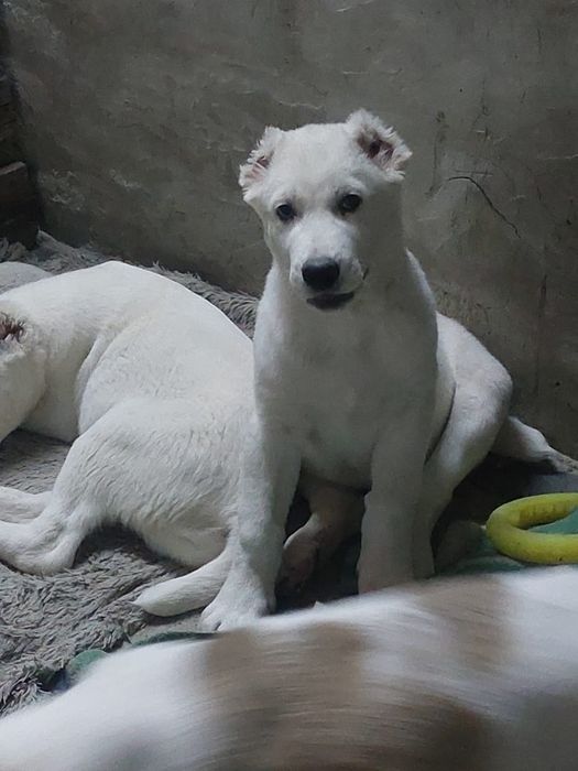 Предлагаются щенки САО