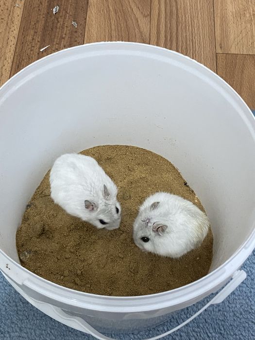 Продаются джунгарские хомяки!