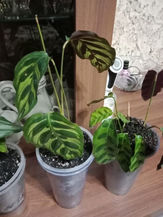 Калатея продам цветок