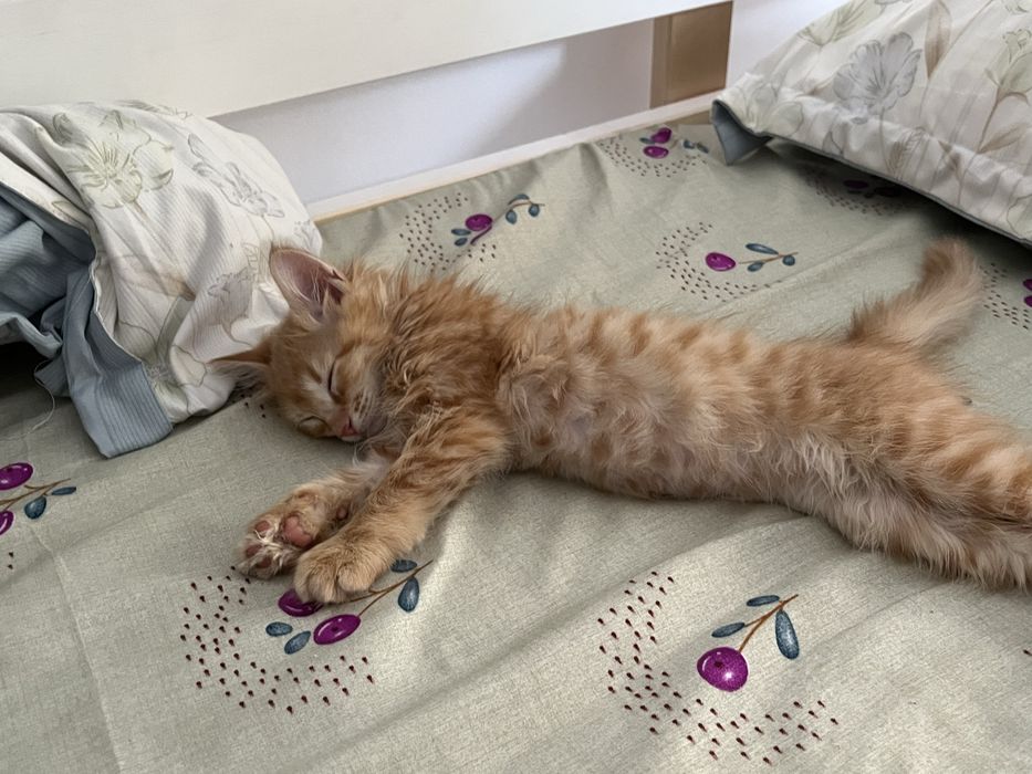 Кошка, девочка, домашняя