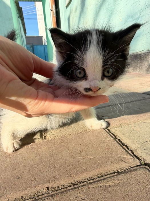 Отдам в хорошие руки