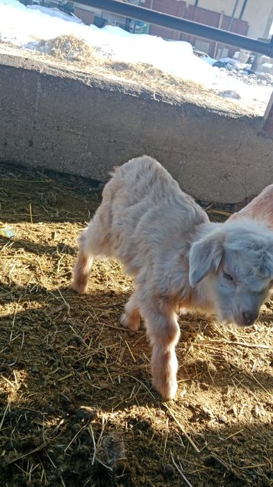 Ешкілер сатылады