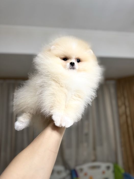 Mascul pomeranian extra mic