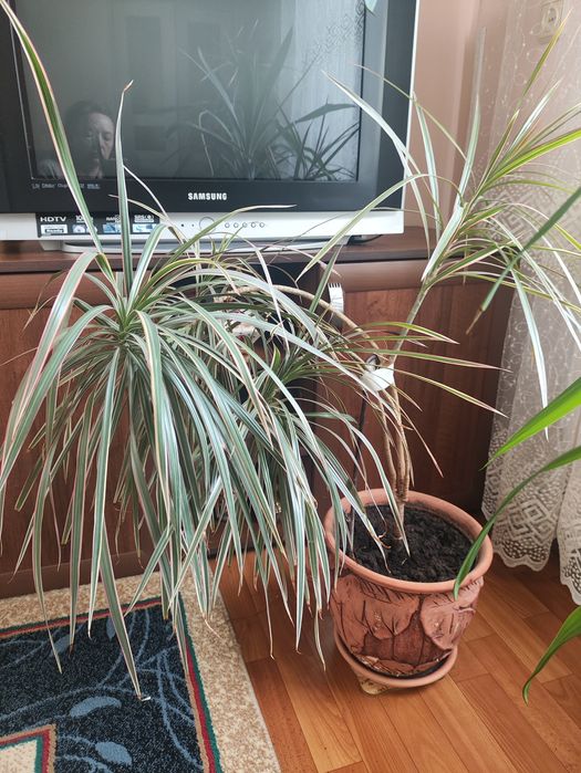 Продам цветок домашний