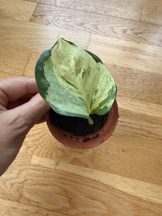 Epipremnum aureum – вариегатен