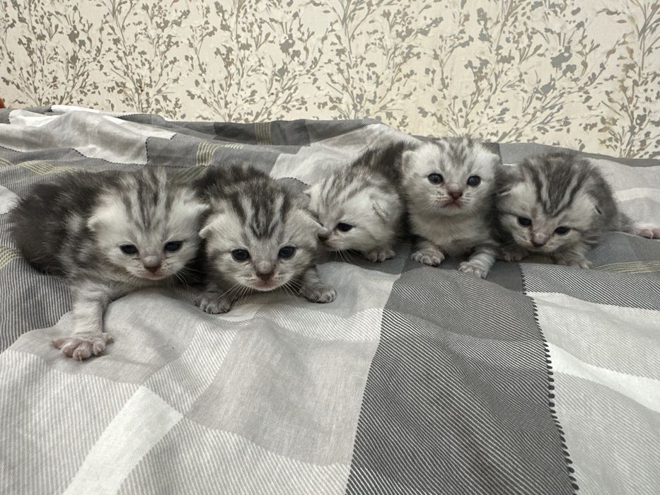 Продам шотландцев