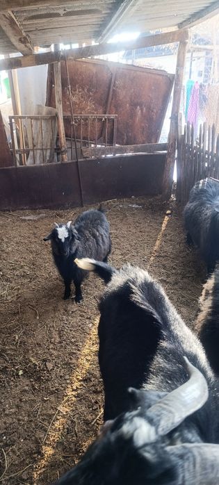 Ешкі теке лақ. Козы козёл козлята