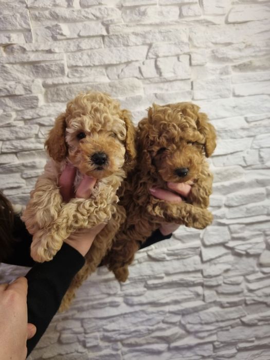 Той Пудел Мини Пудел