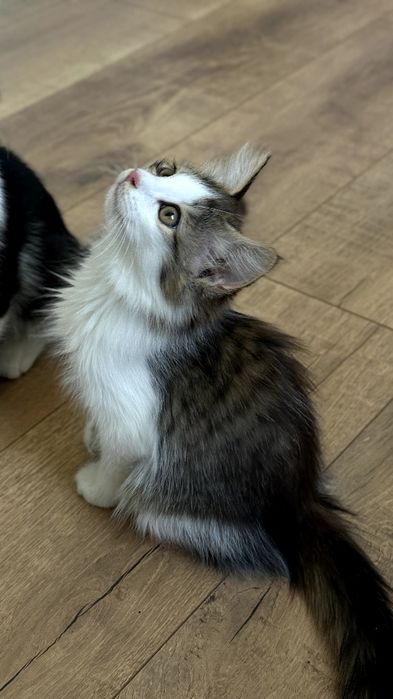 Котята ищут себе добрых хозяев